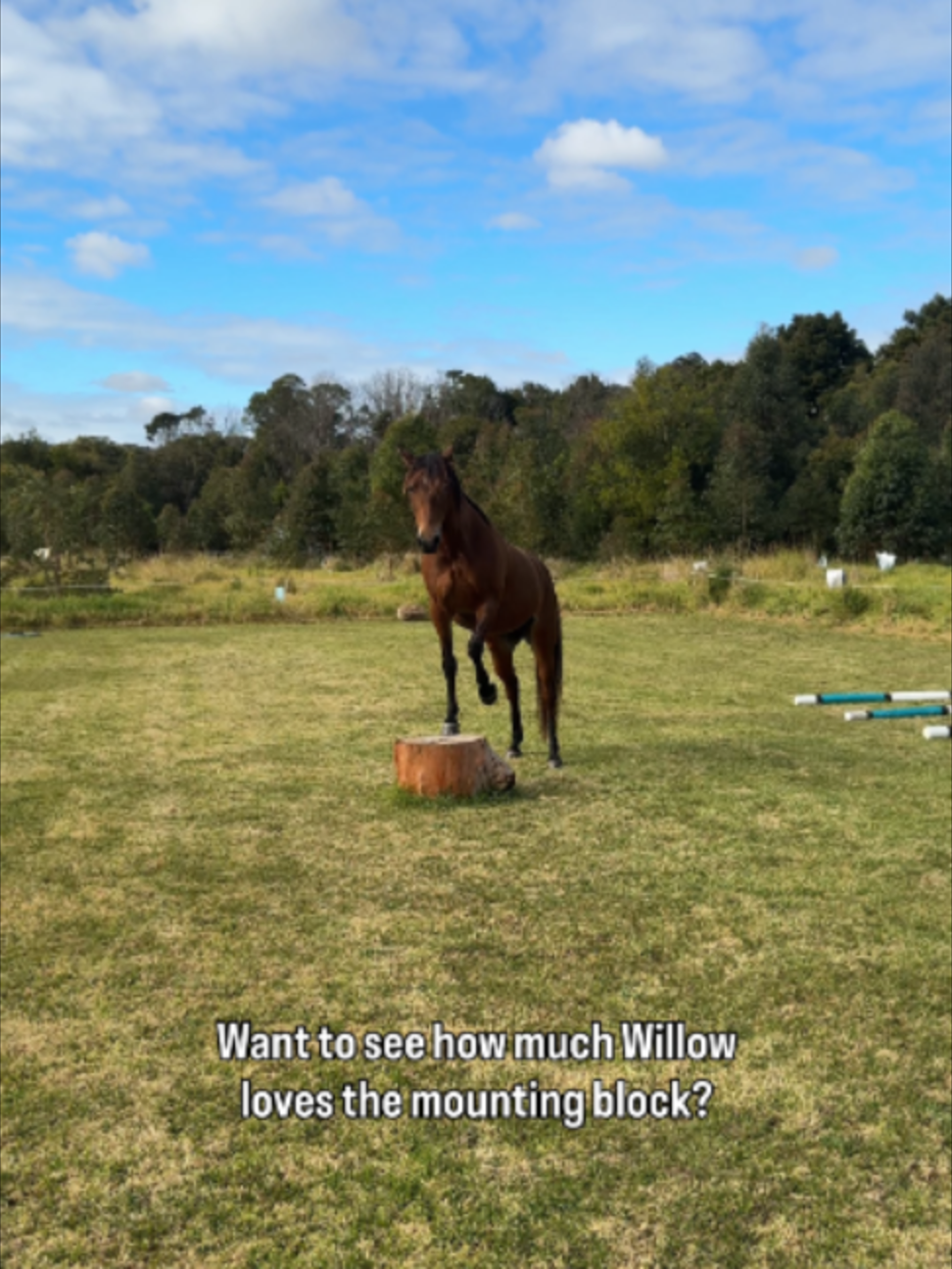 @Myhorsewillow
