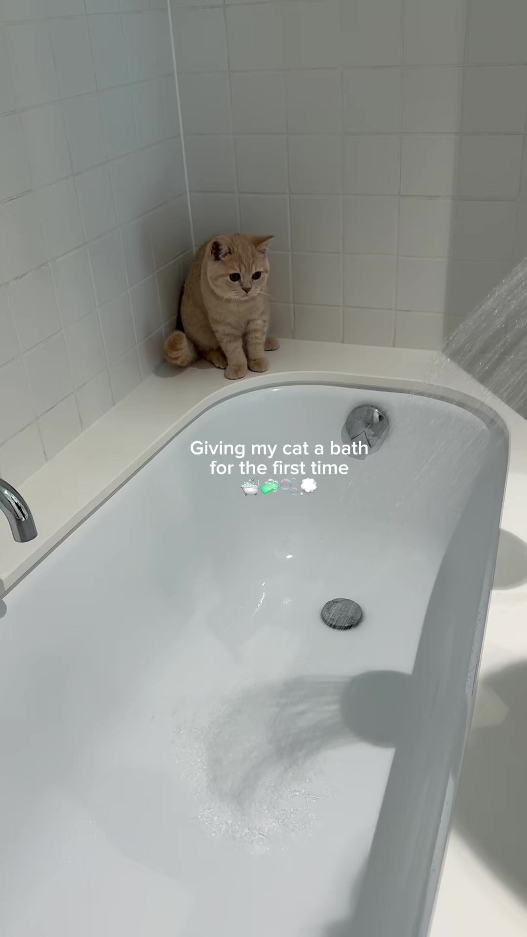 @Chuchu The British Shorthair