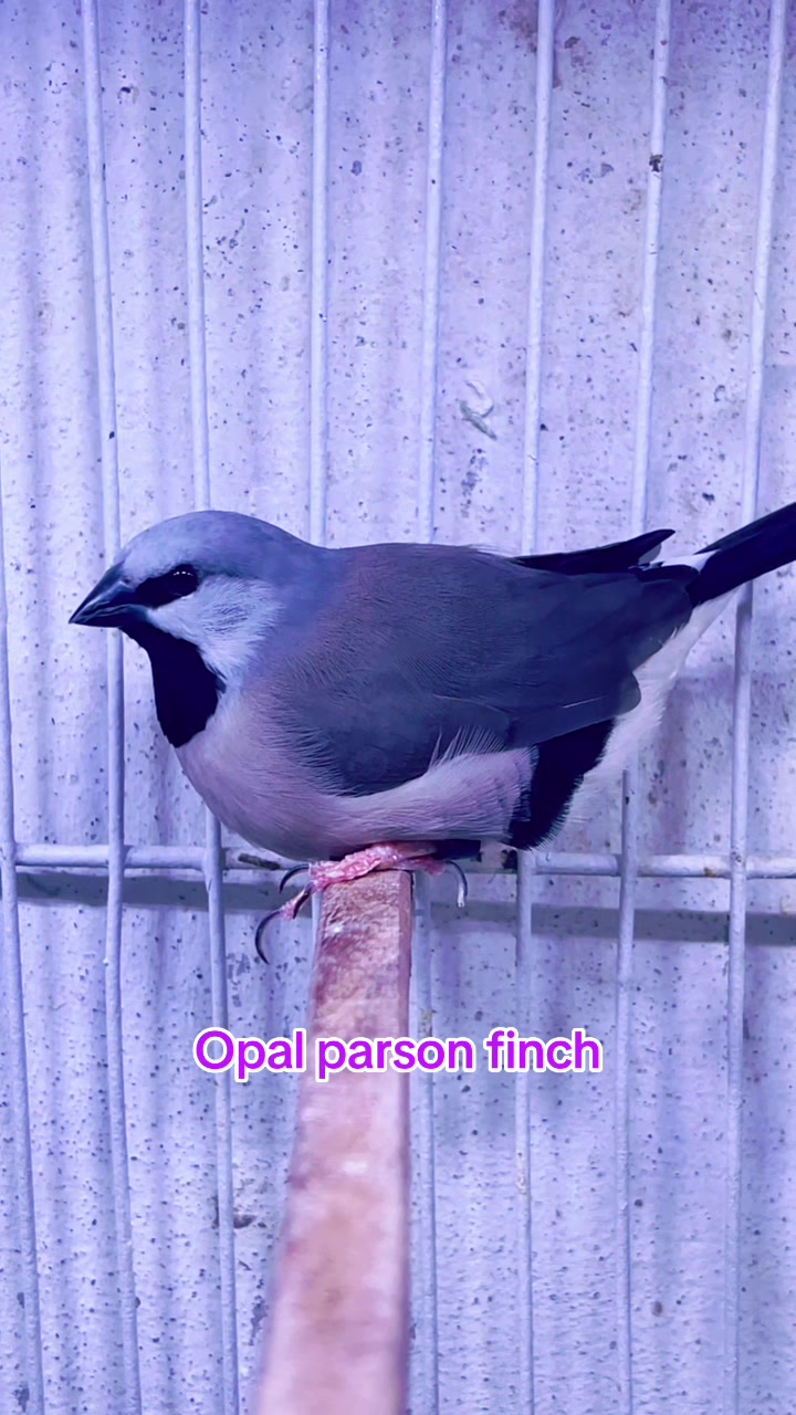 @Lala Aviary