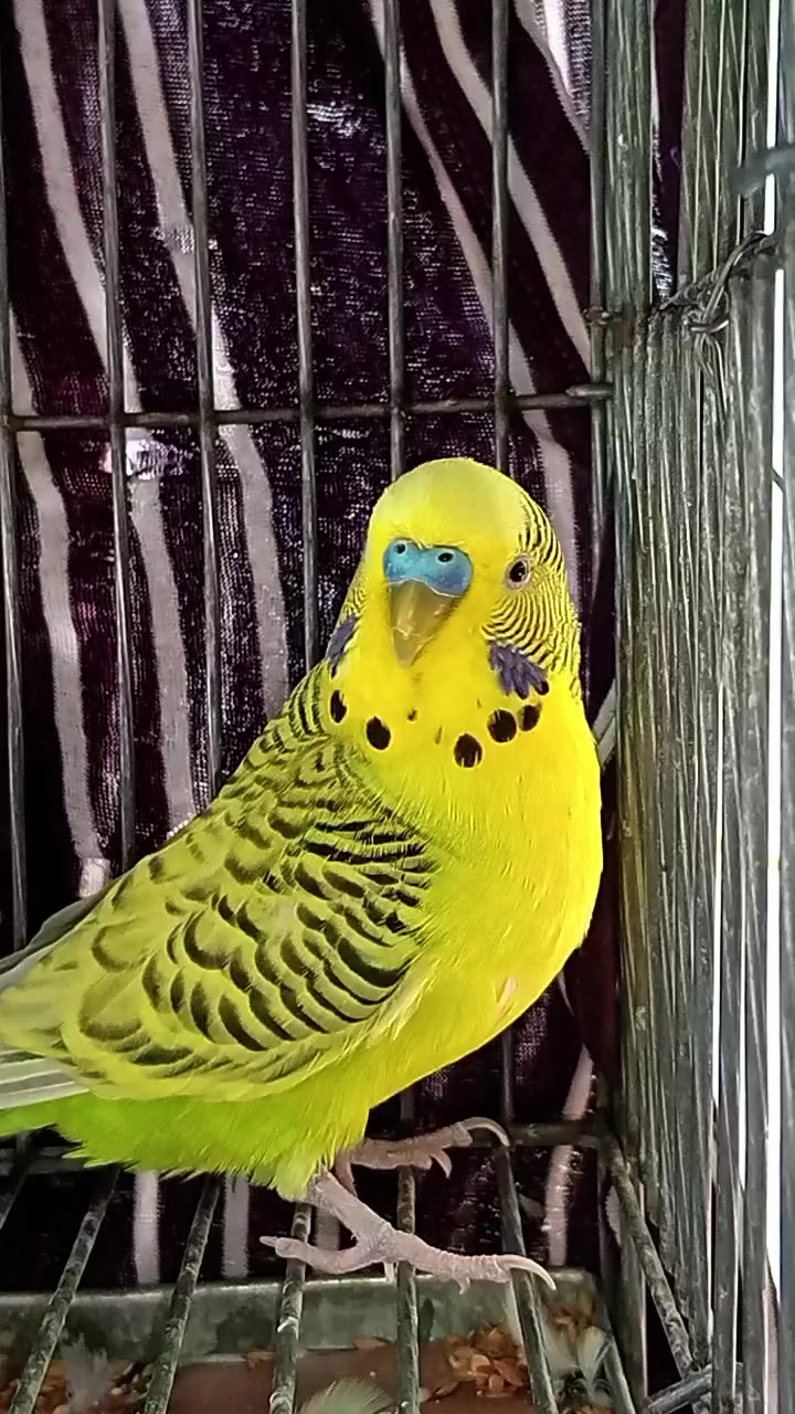 @AviarioRey45🇲🇽