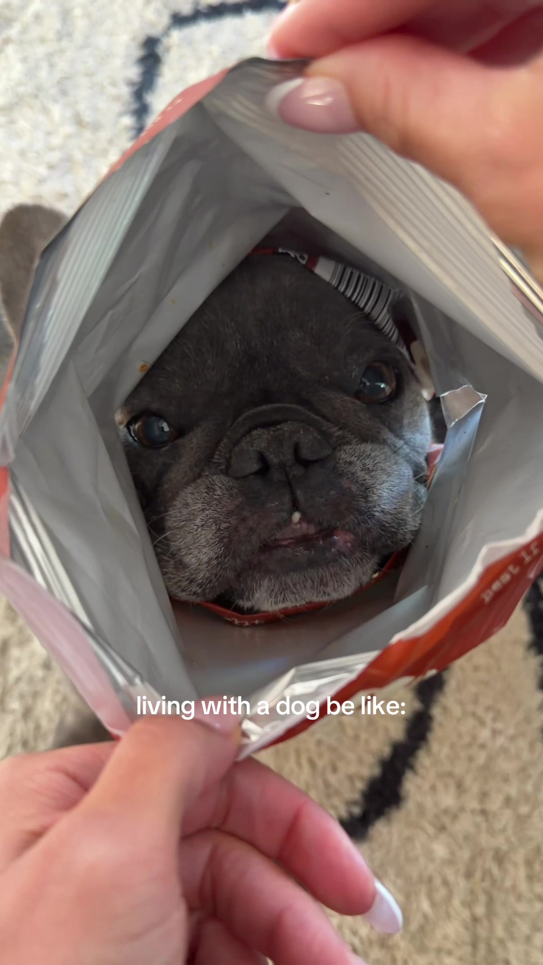 @Winston & Charlie 🐾