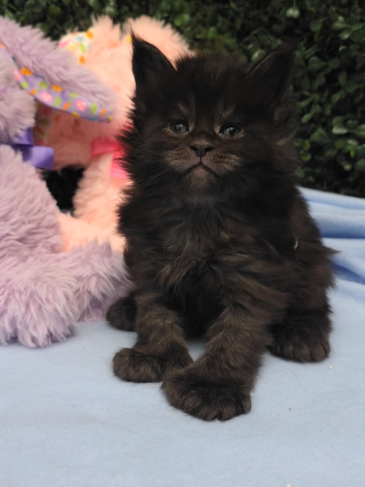 @Paw Palace Maine Coon