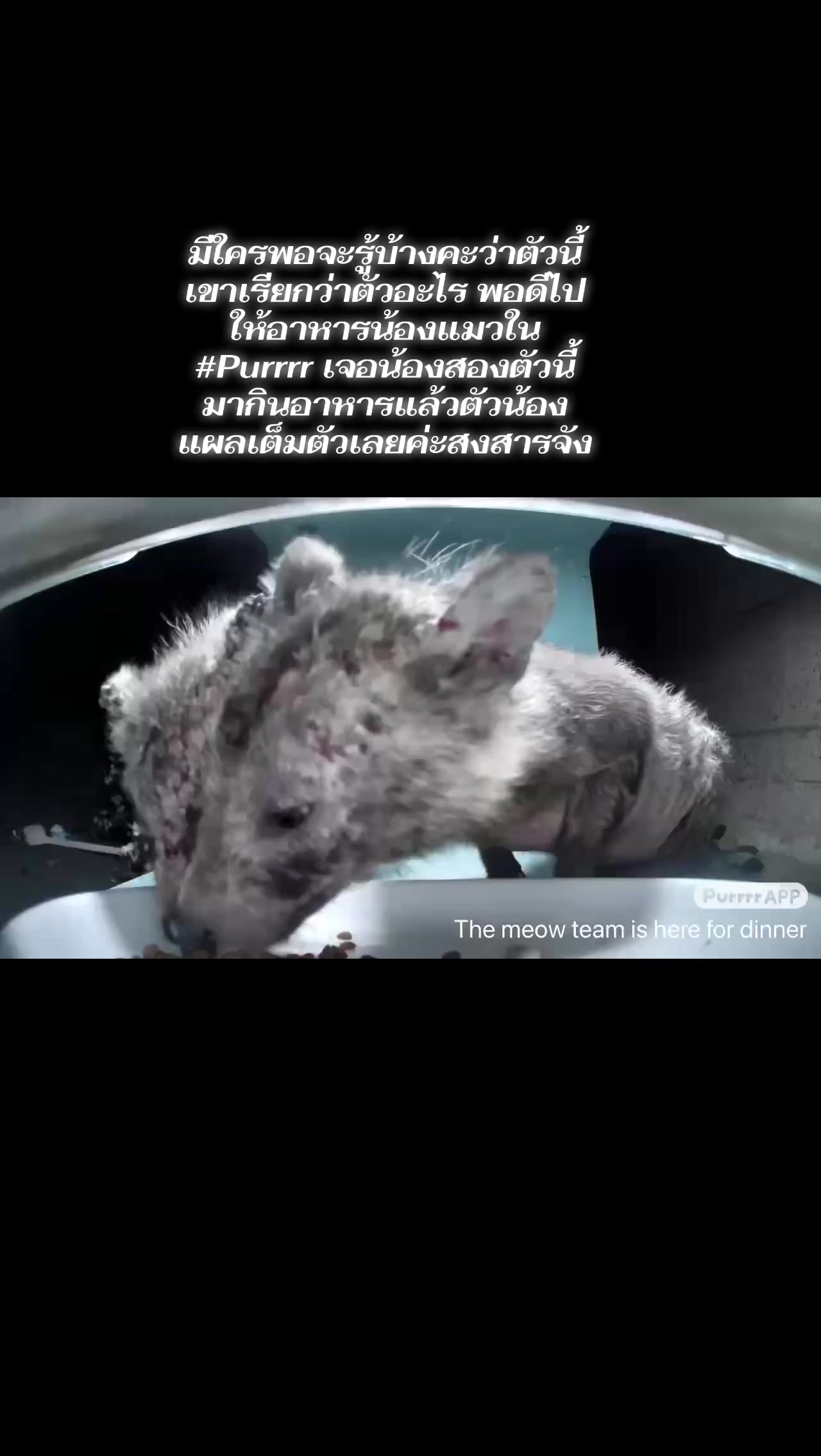 @มิรา ดุรงคชยานุรักษ์