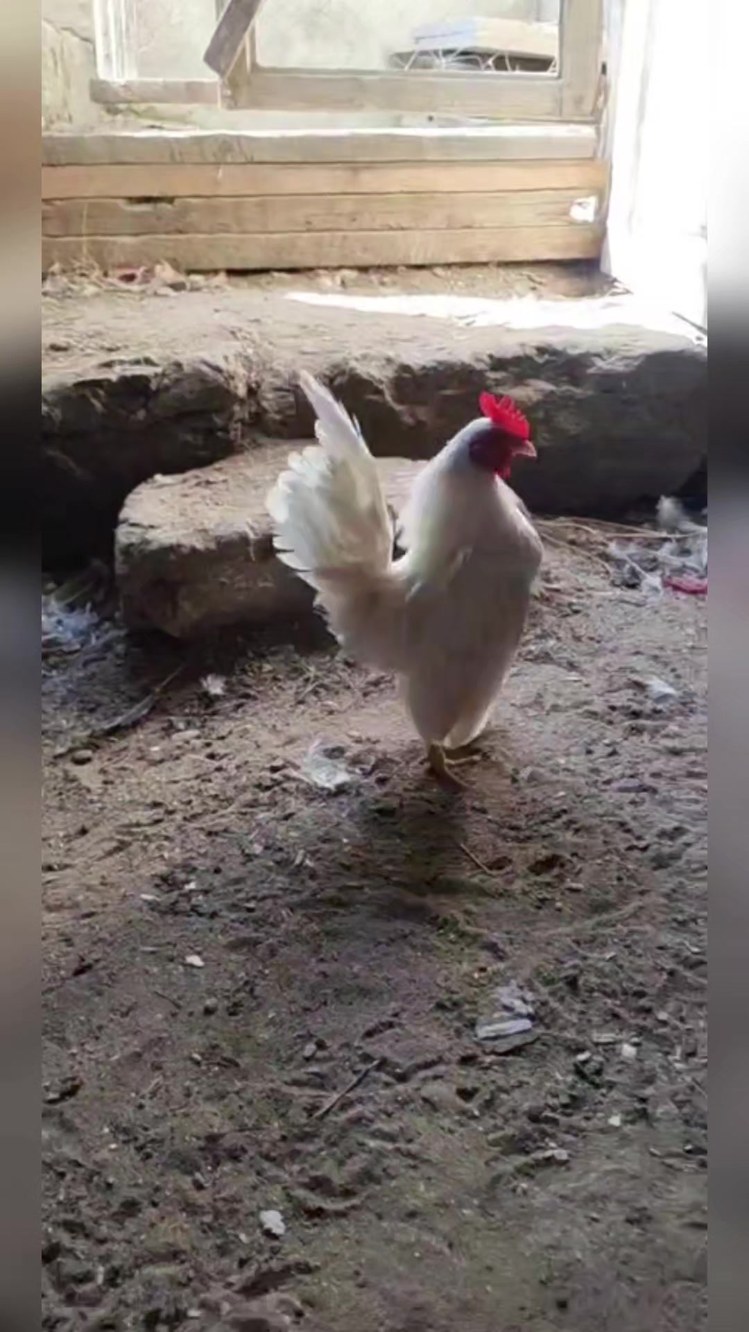 @MAŞTAĞA_QUŞCULUĞ