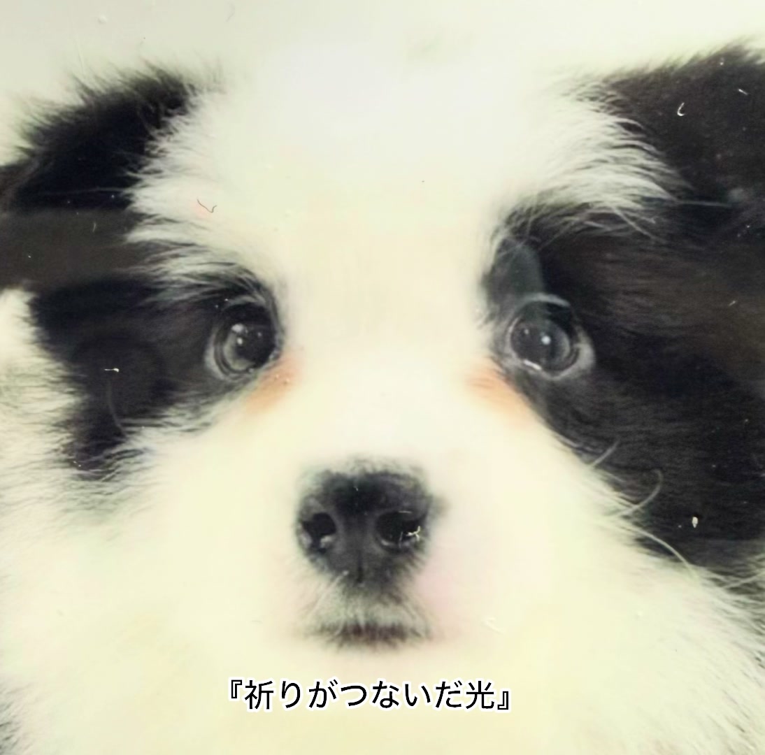 @シェパードmixサンちゃんとボーダーコリーのヘルツォーク