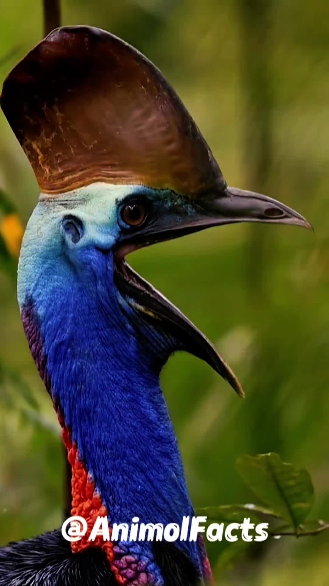 @animolfacts
