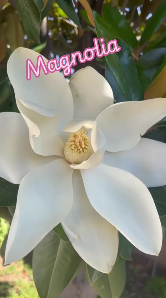 @Magwera