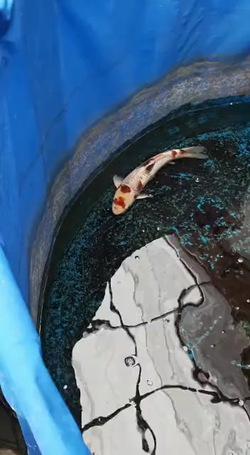 @guente koi