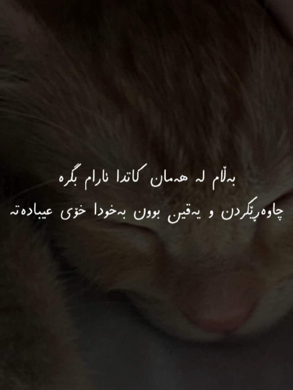 @تیـانـا❤🐈