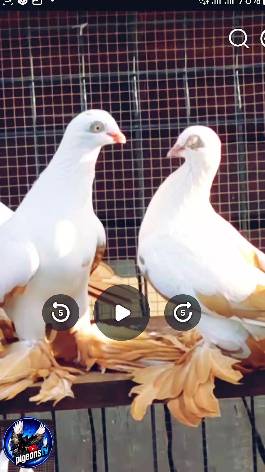 @Pigeons Tv