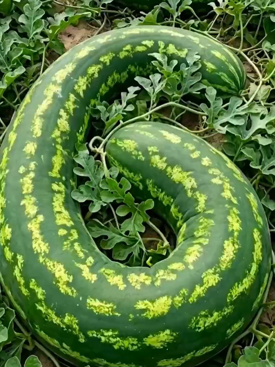 @PlantsLife