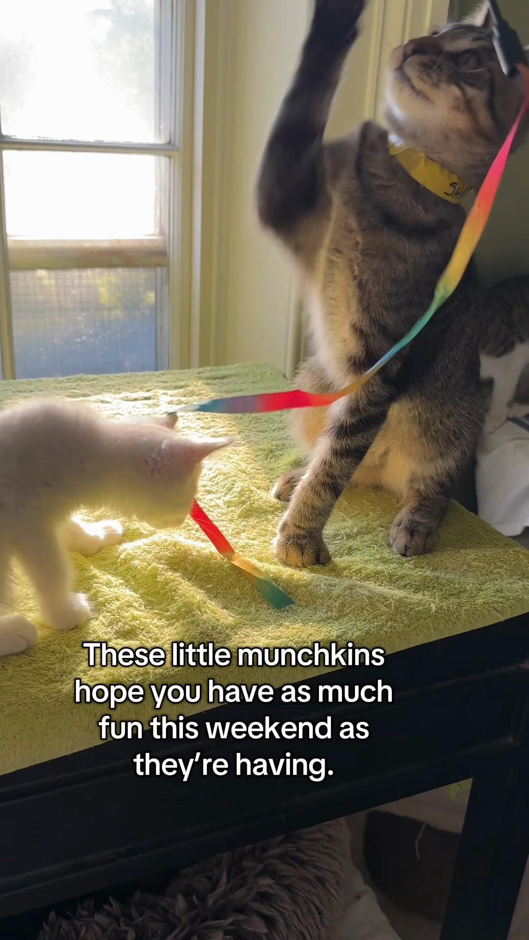 @North Toronto Cat Rescue