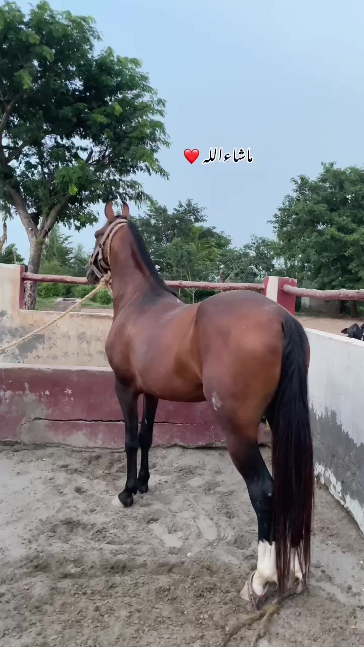 @Syed Ali Raza Sherazi