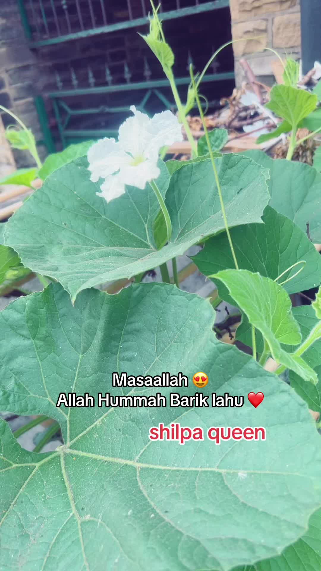 @Shilpa Queen đ¸