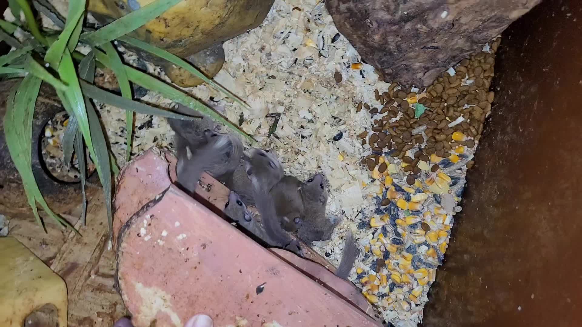 @My Little Exotic Zoo