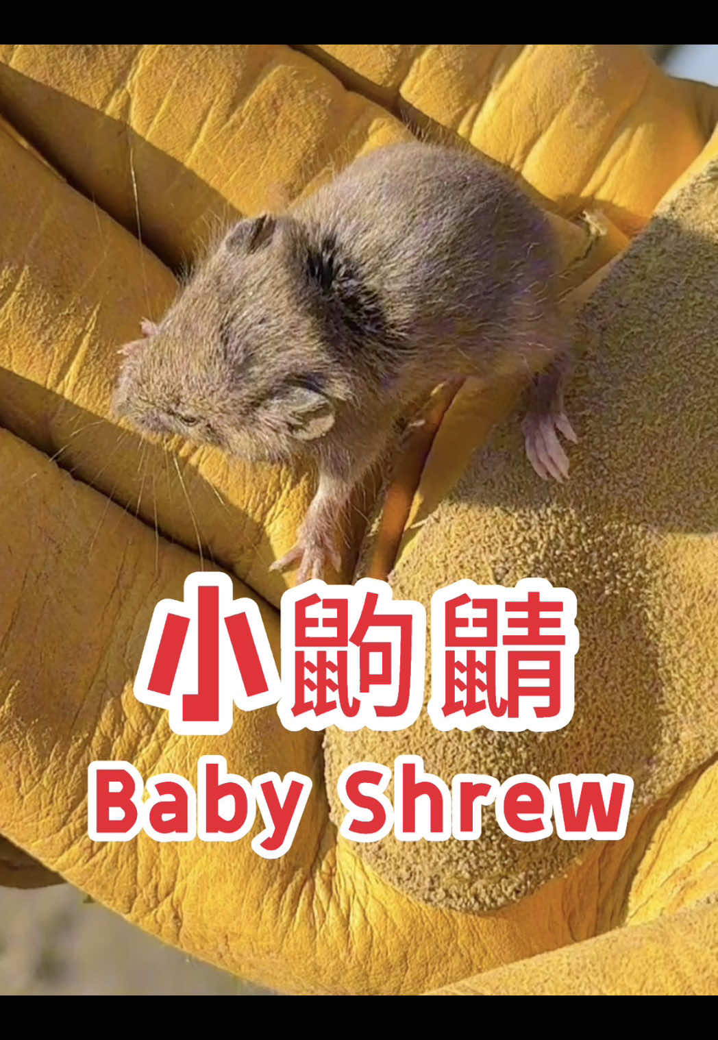 @大胡子牛仔 The Bearded Cowboy