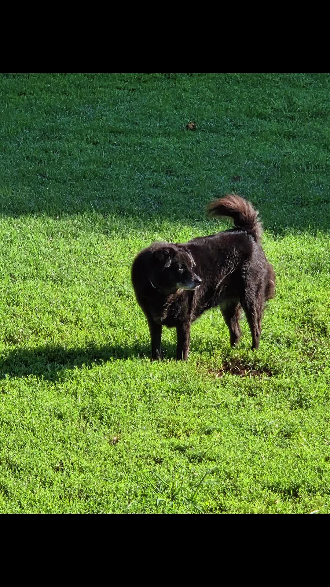 @Mountain Run Kennel