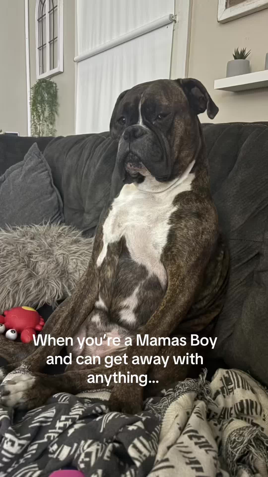 @IndianaBoxerMom