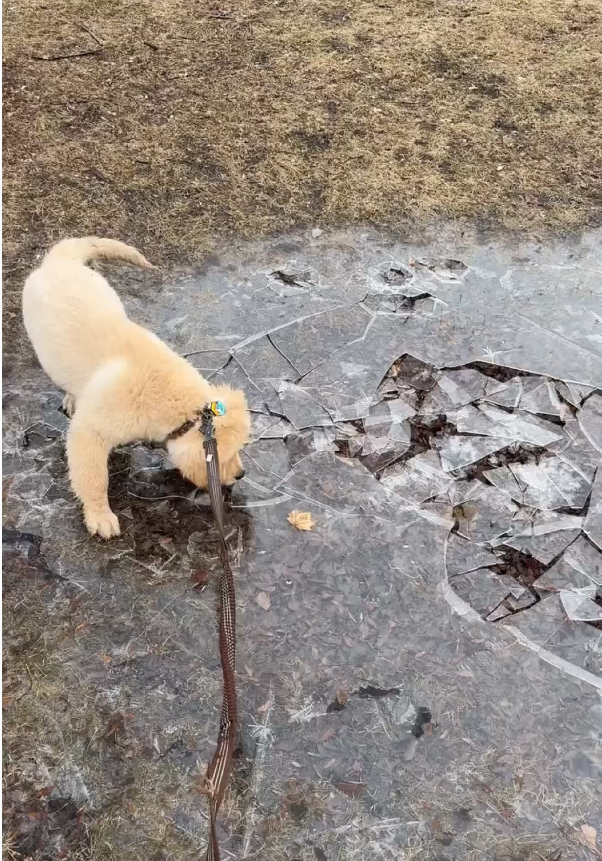 @kolom_golden_retrievers