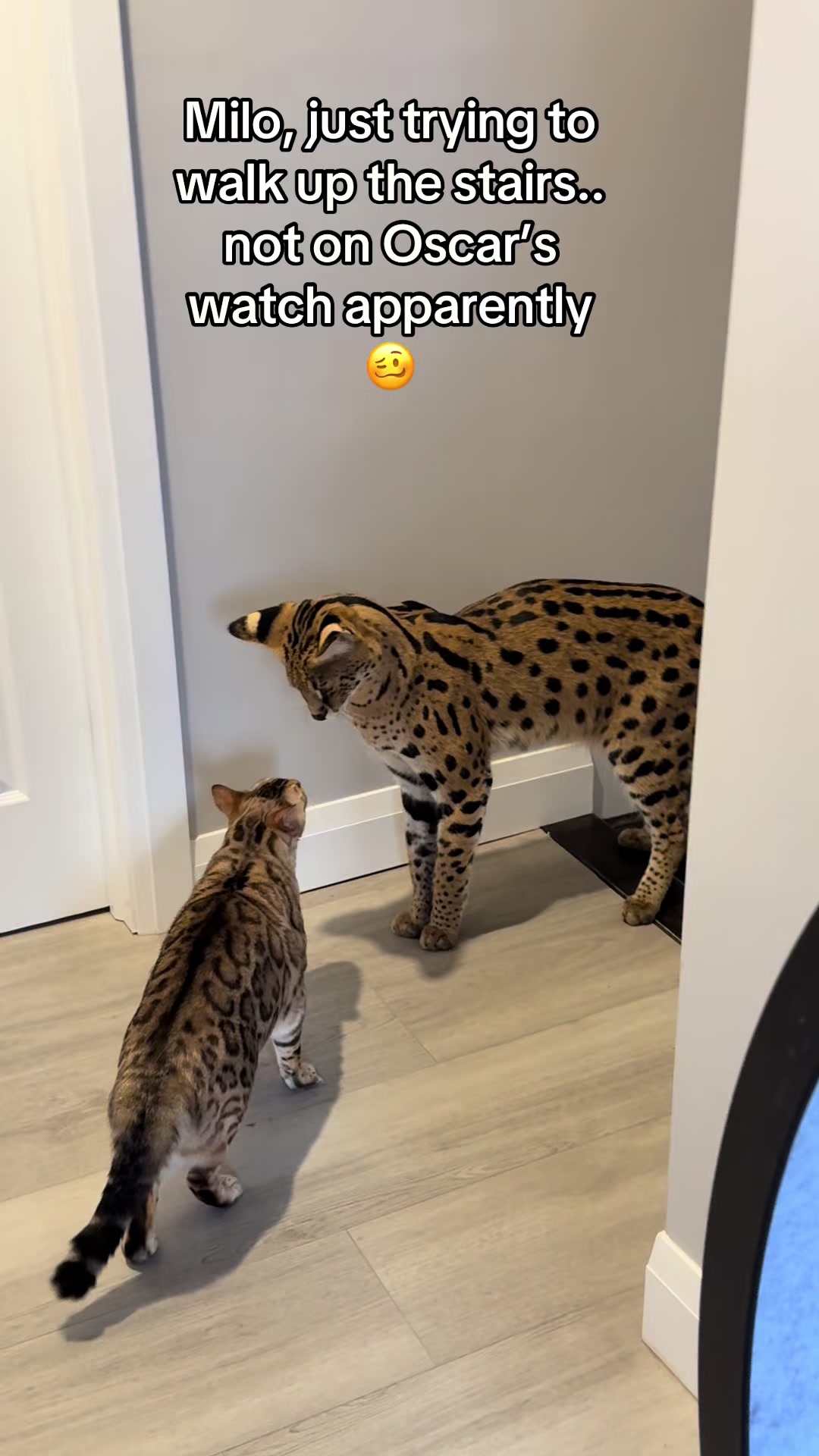 @milo the serval
