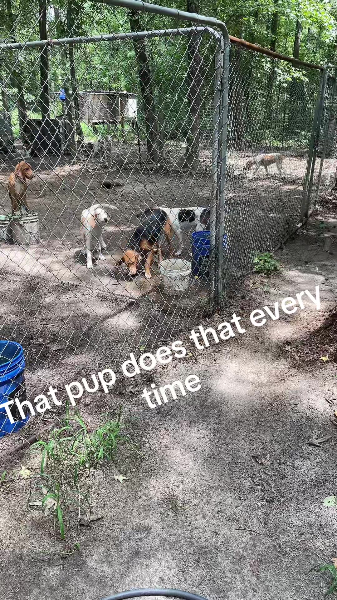 @3DeepKennels