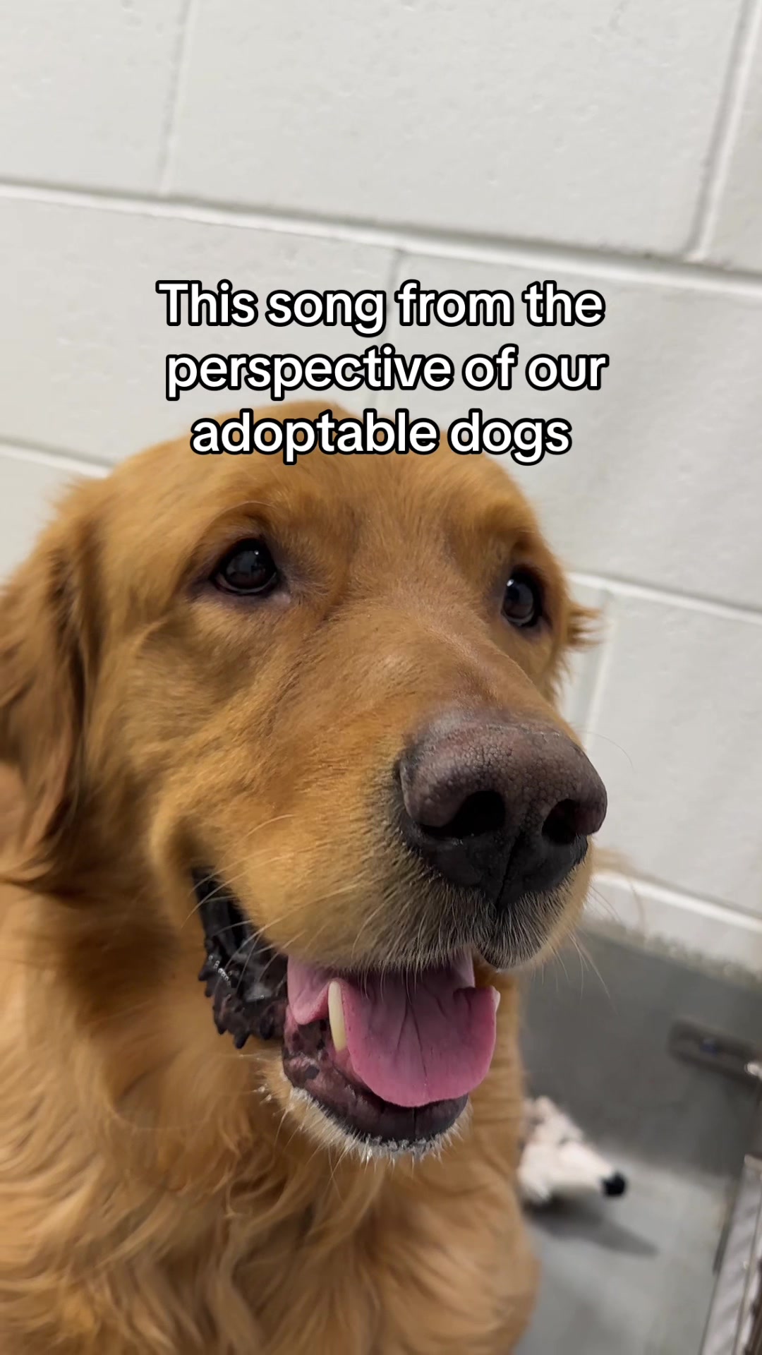 @Calgary Humane Society
