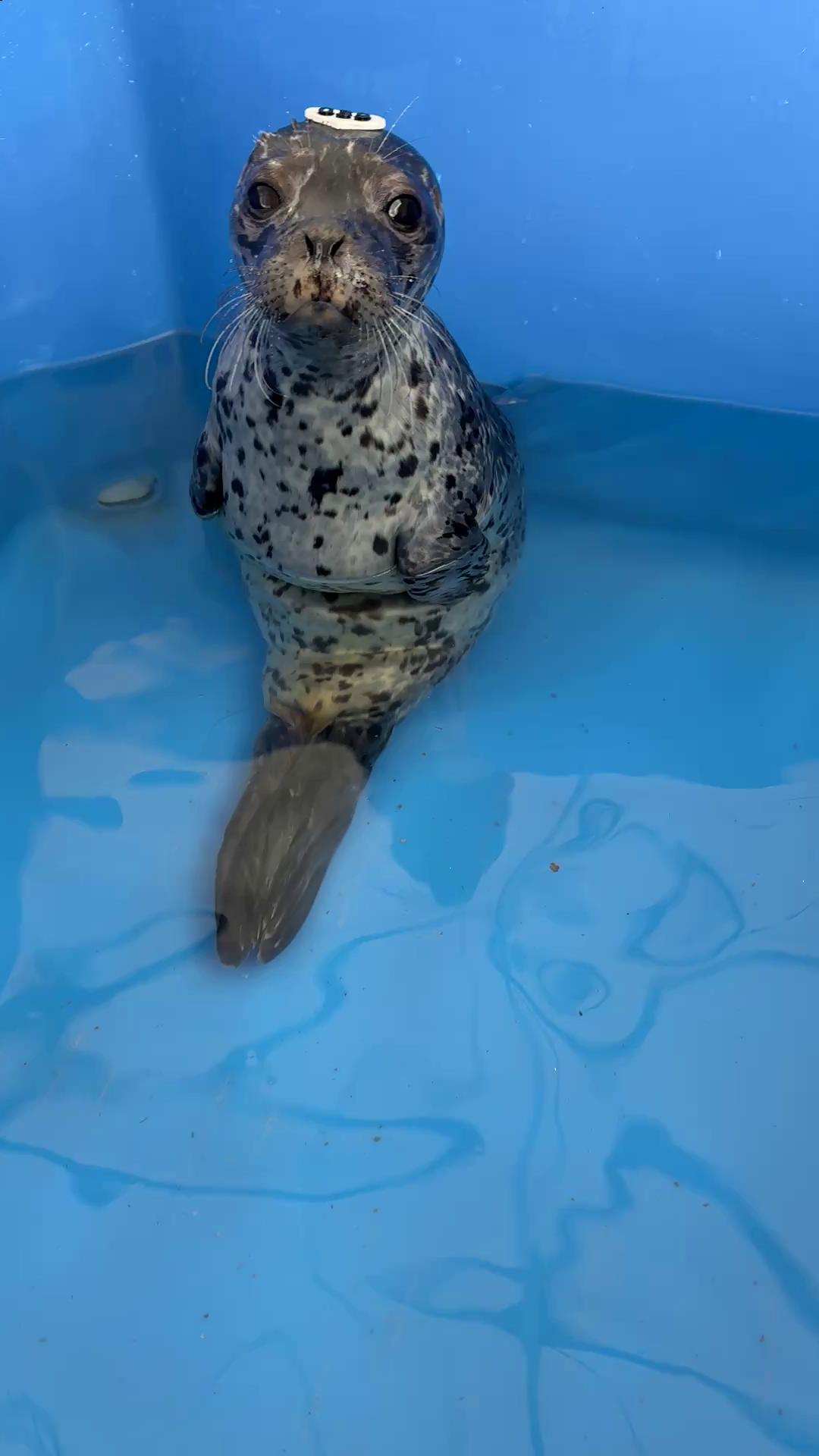 @Marine Mammal Rescue Society