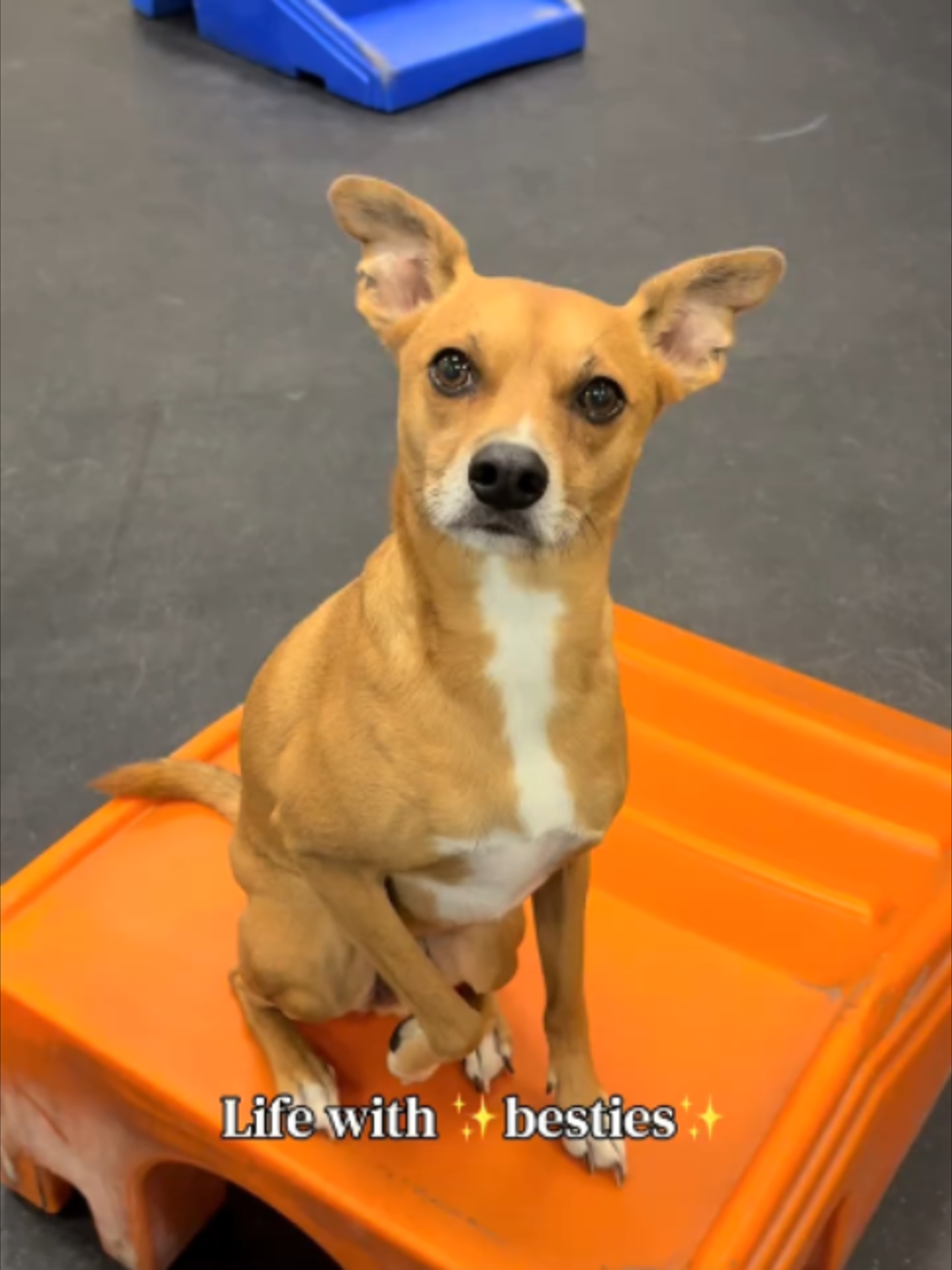 @Dogtopia