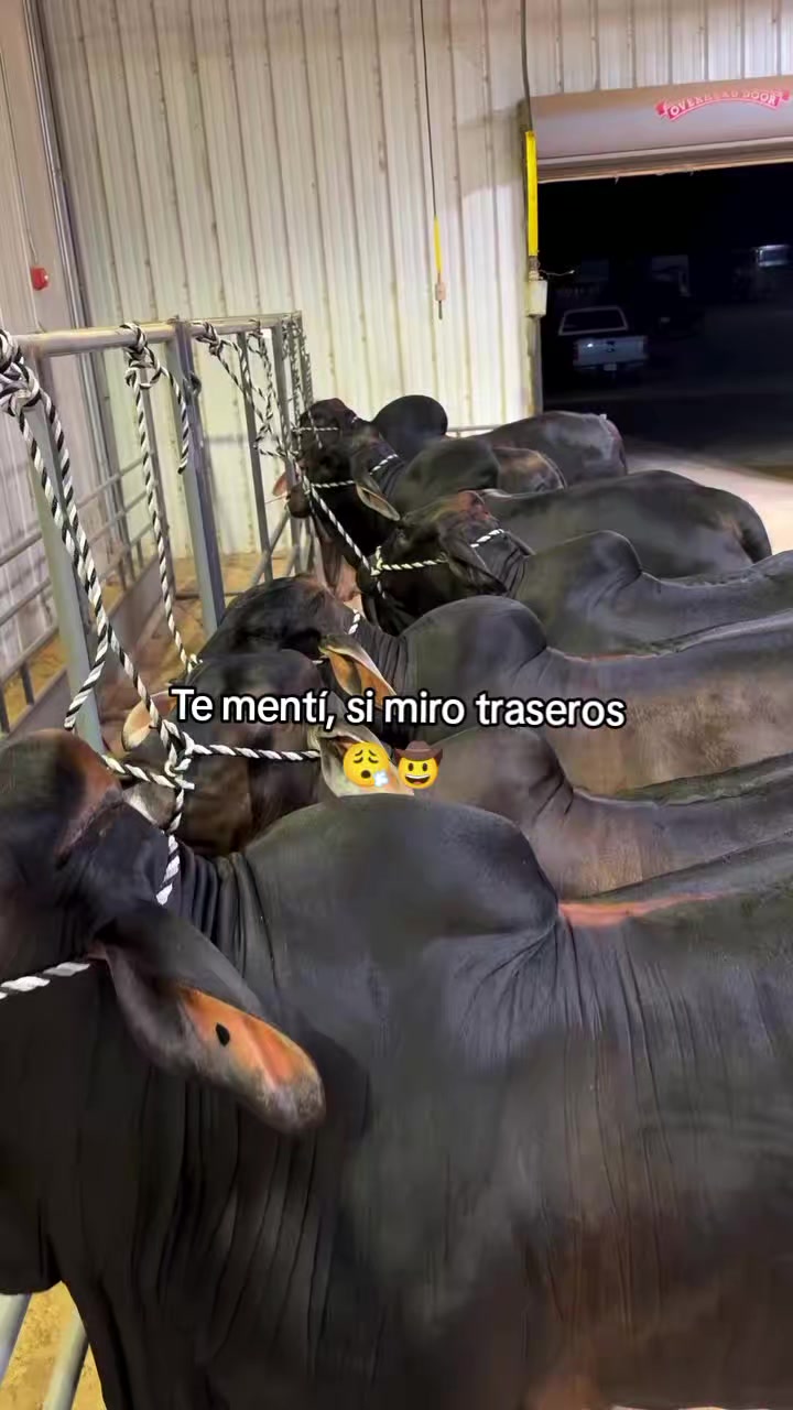 @Robin🐄🐄🤠🤠🐎🐎🇬🇹🇬🇹