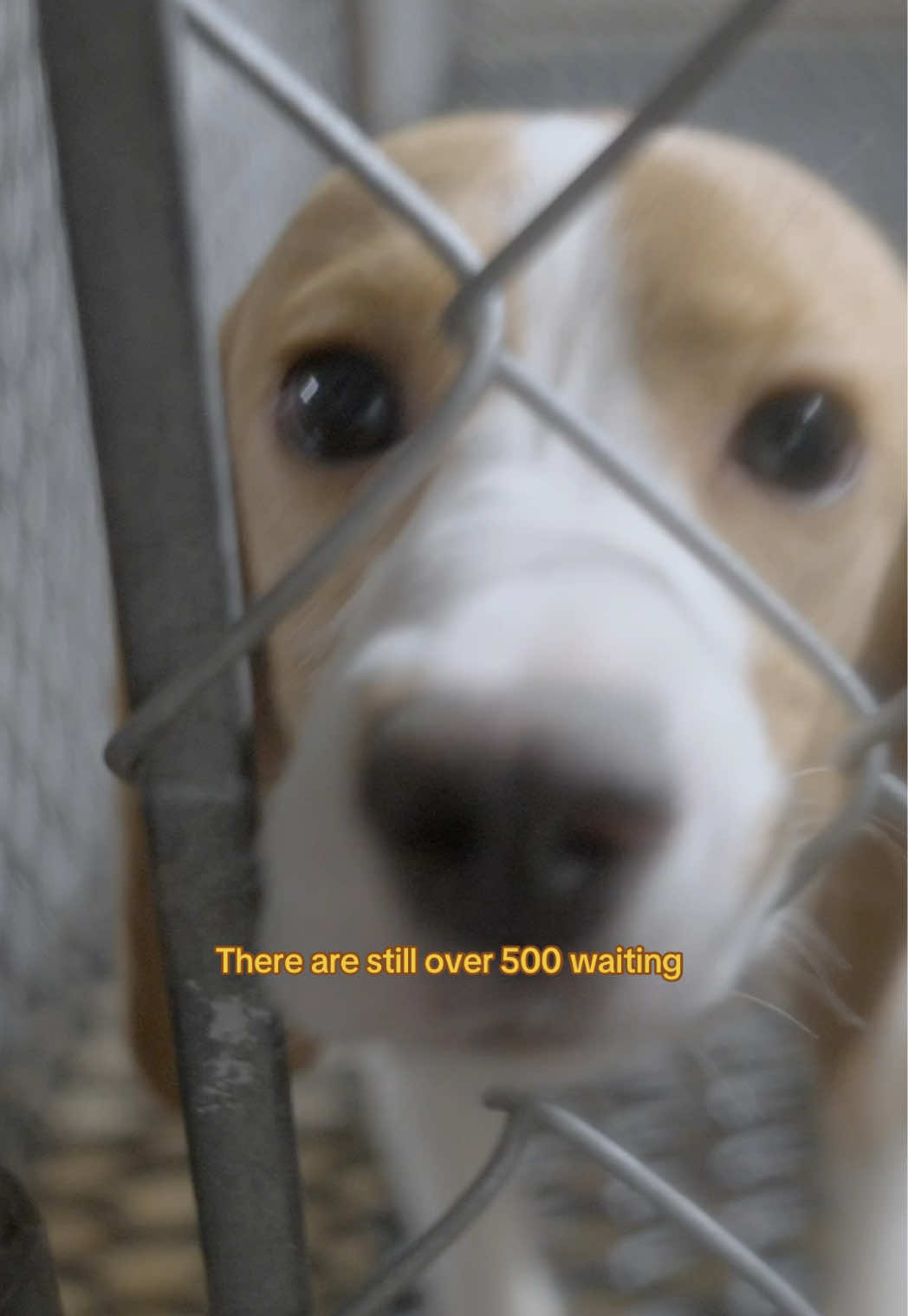 @Petal the kitty