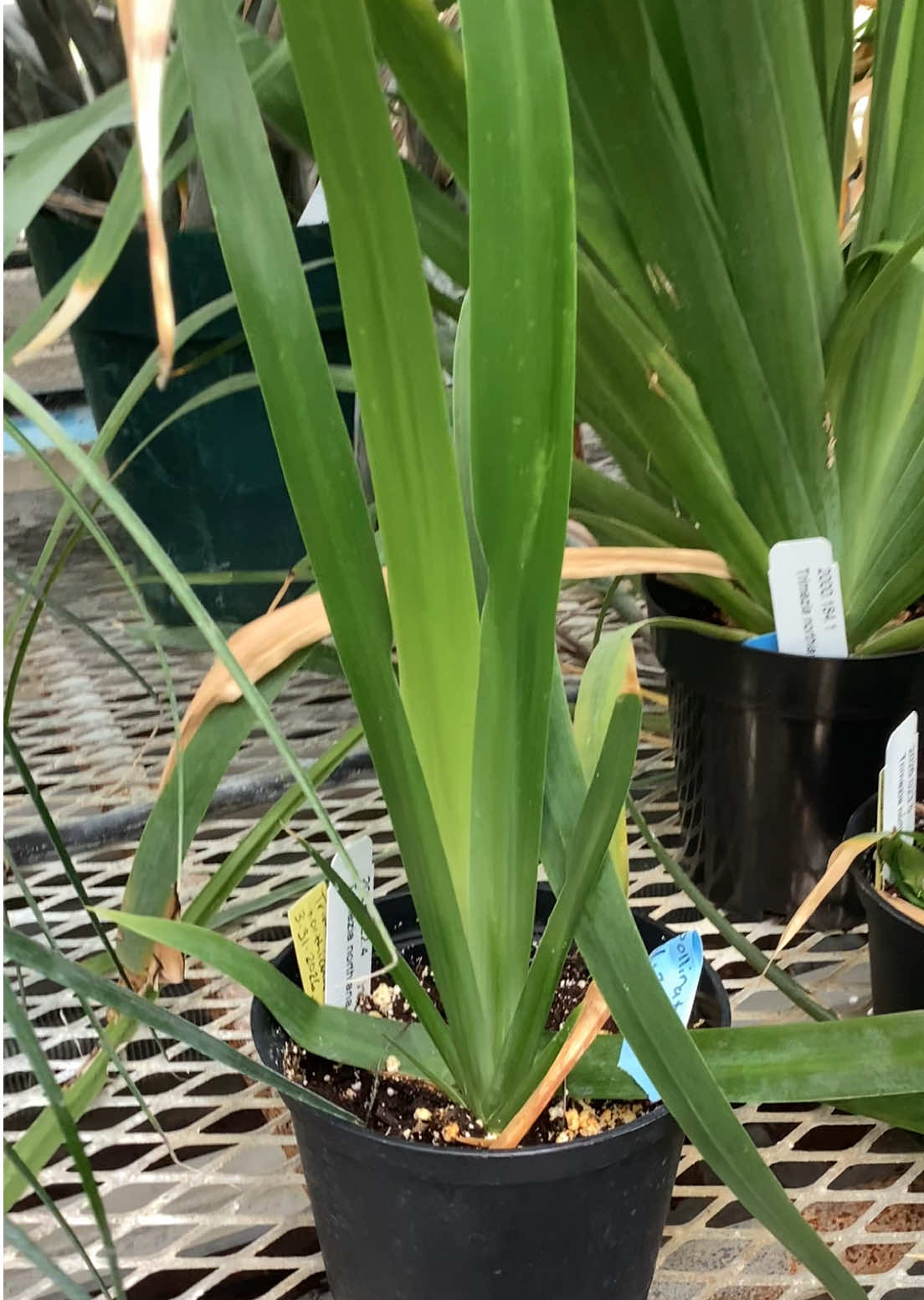 @bsu greenhouse