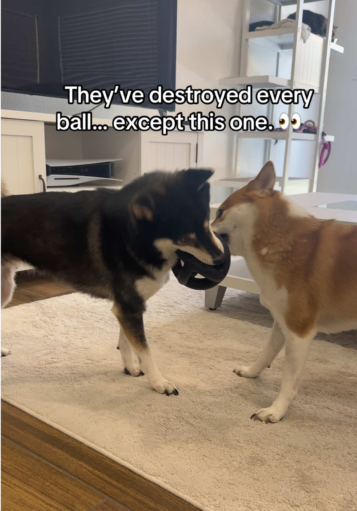 @Flock of Shibas 🐕🐕🐕