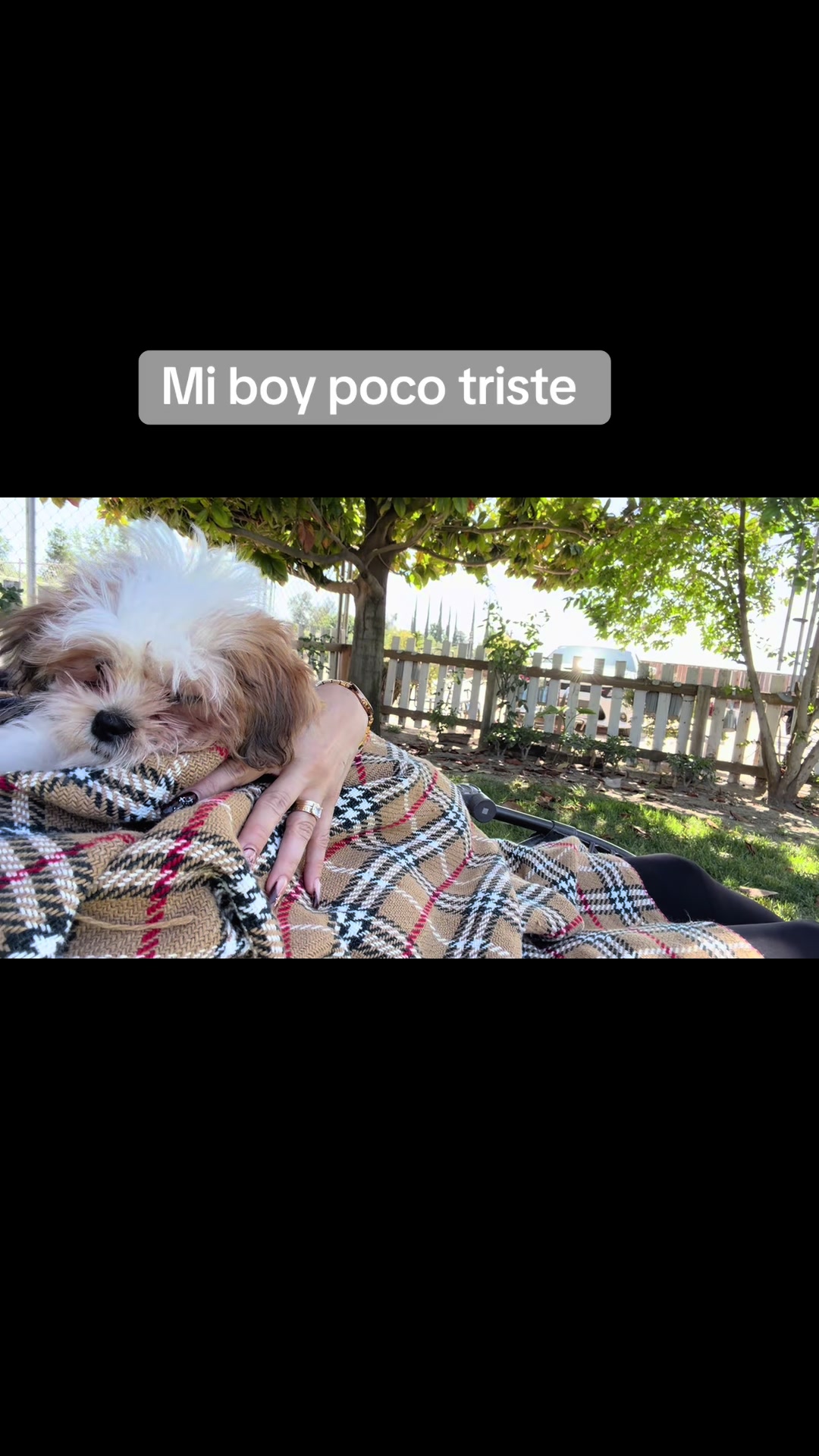 @Crispín_y_mia_shihtzu_puppies.