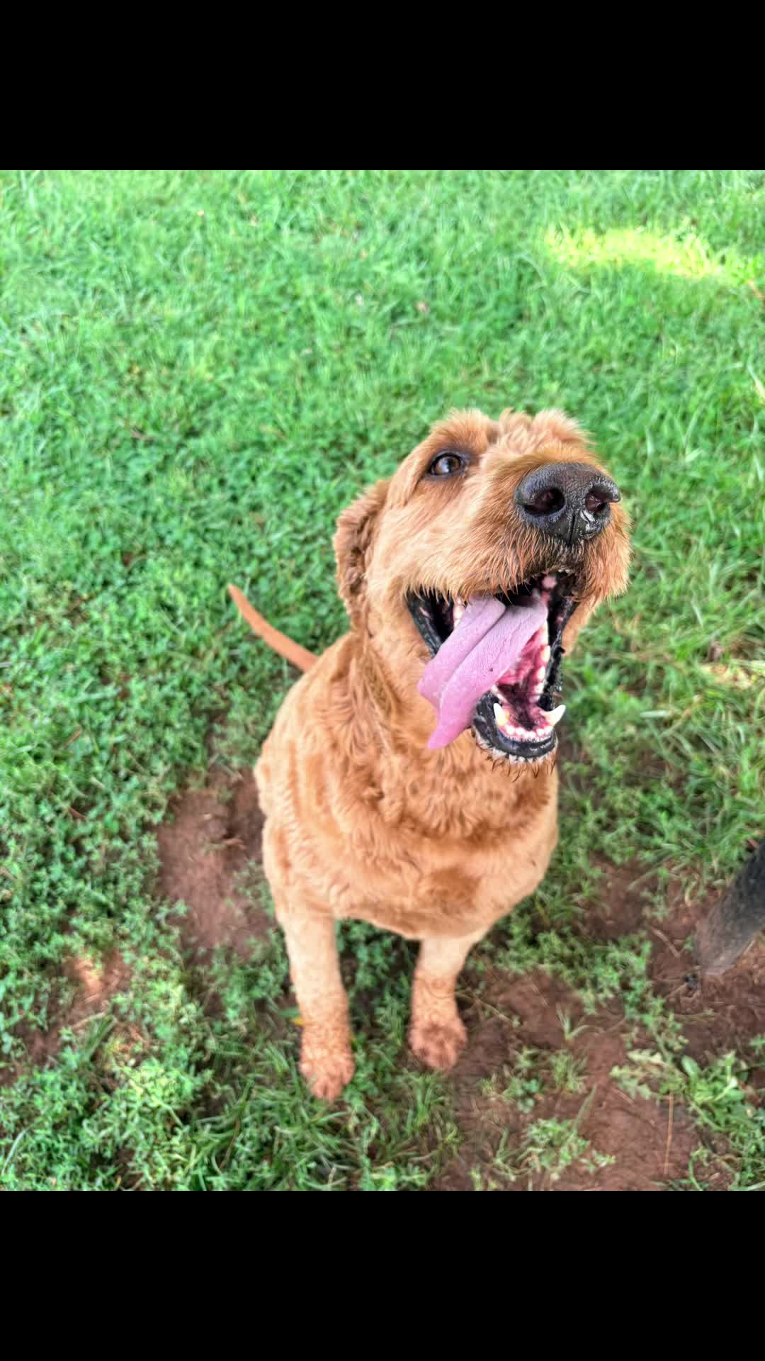 @Mountain Run Kennel