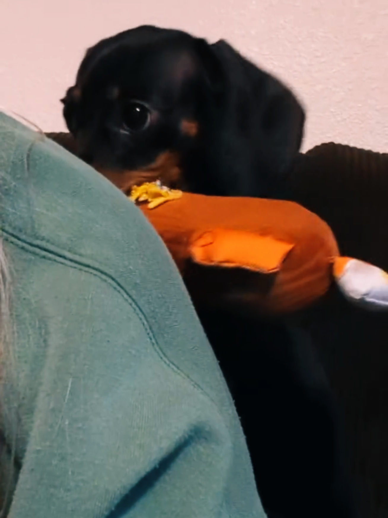 @Miss Blue ๐ฉต & Chachi too ๐ค