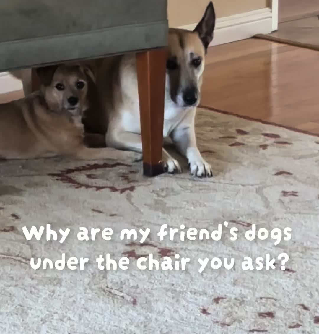 @LittleDog&Bogie