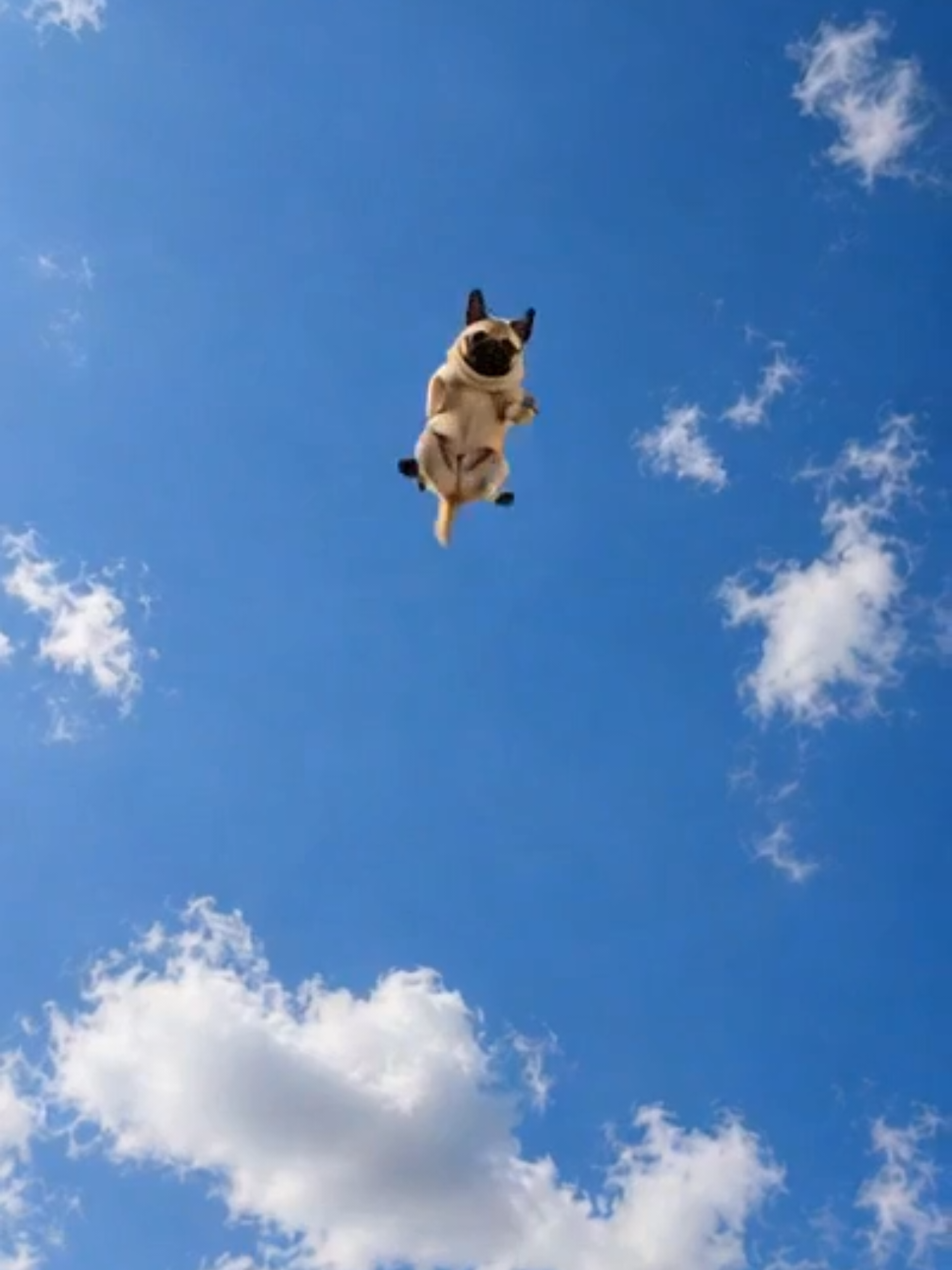 @Pug