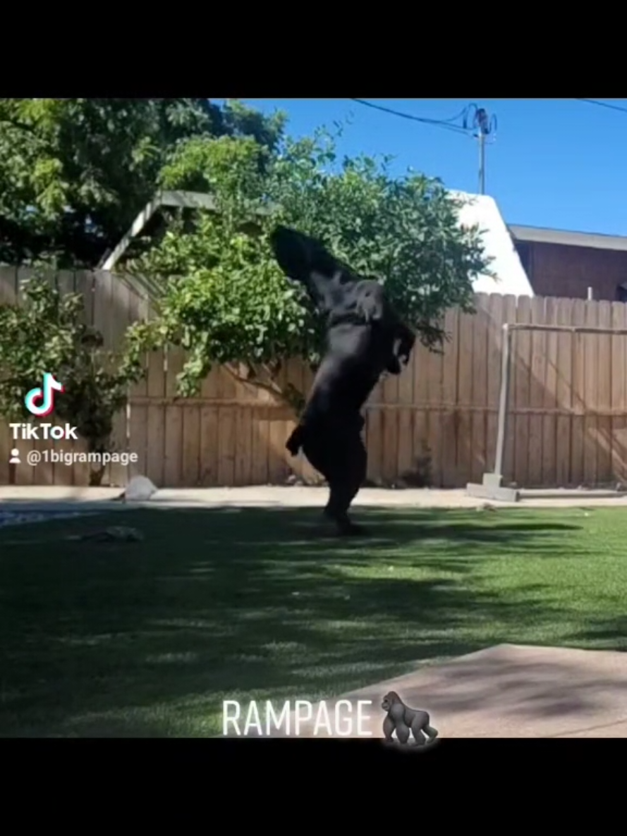 @rampage🦍