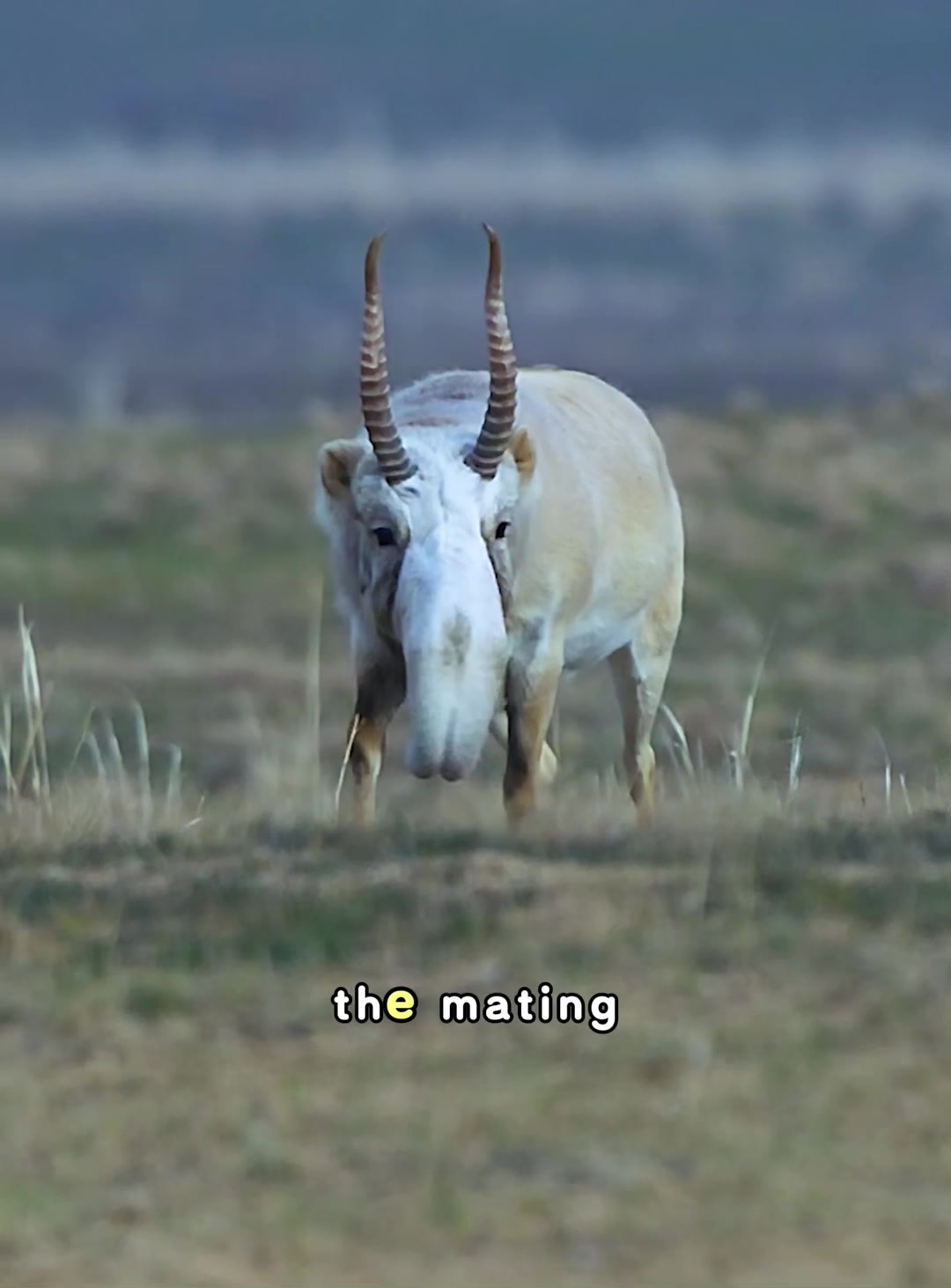@look animals
