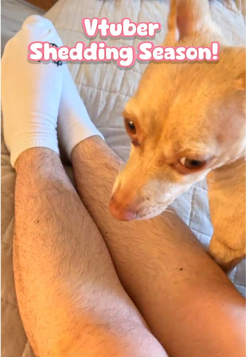 @ChibiChomps