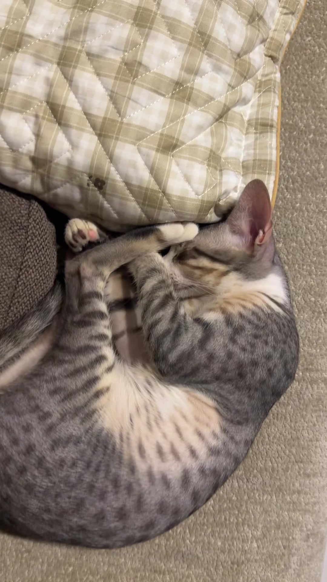 @Lots of cats