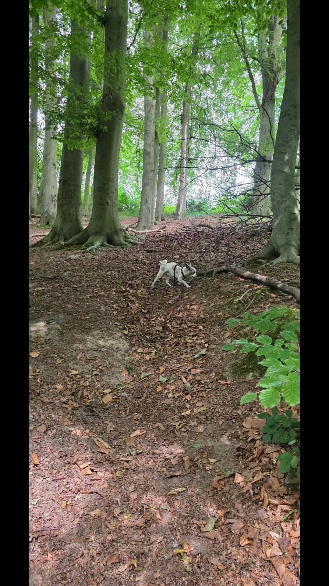 @Jerry_Coby_Chihuahua