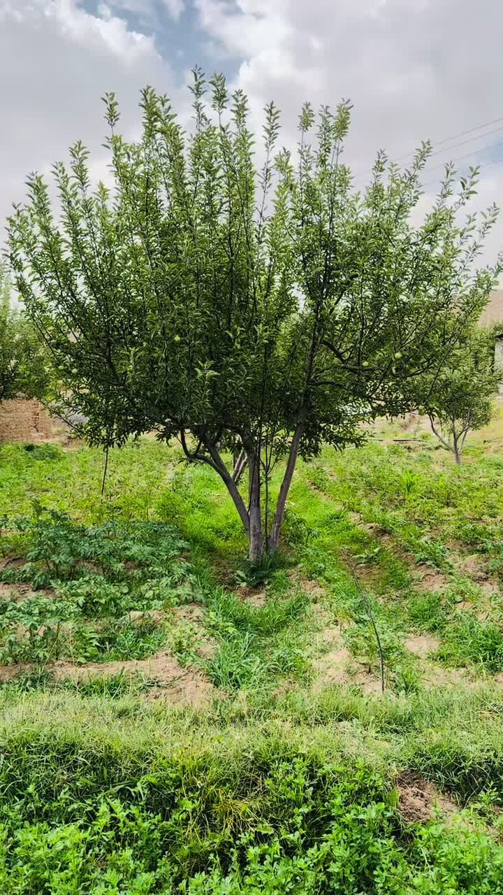 @umar achakzai 123