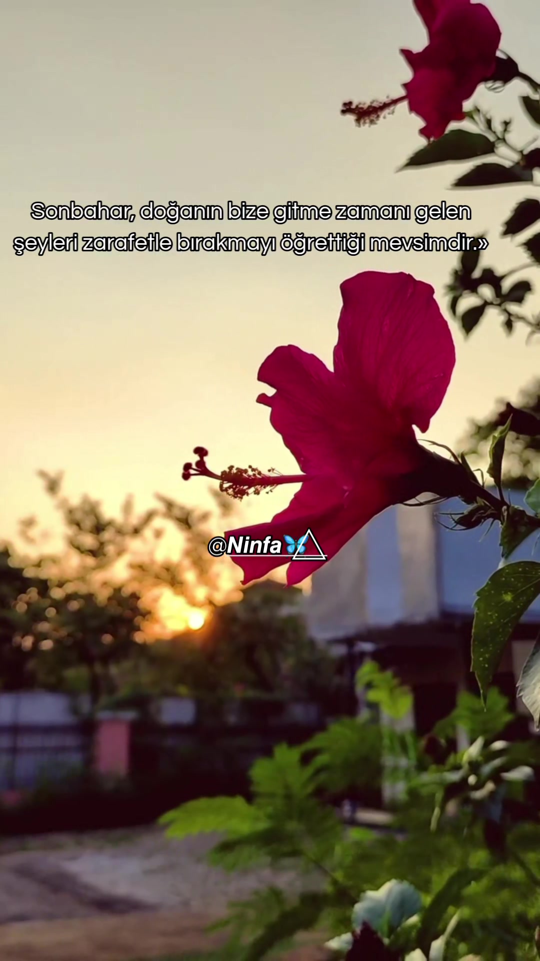 @𝙉𝙞𝙣𝙛𝙖  🦋⃤