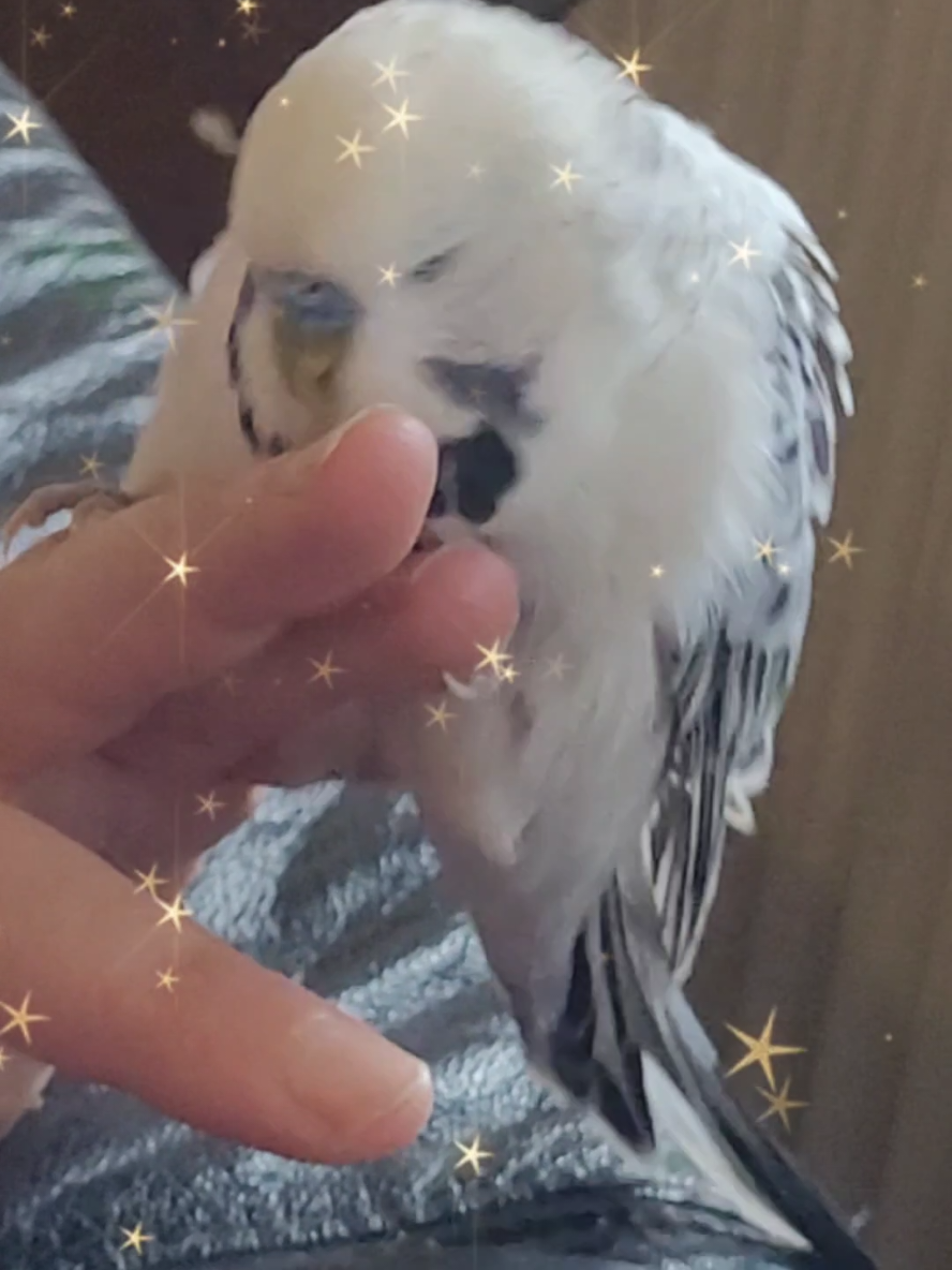 @Taha the Budgie