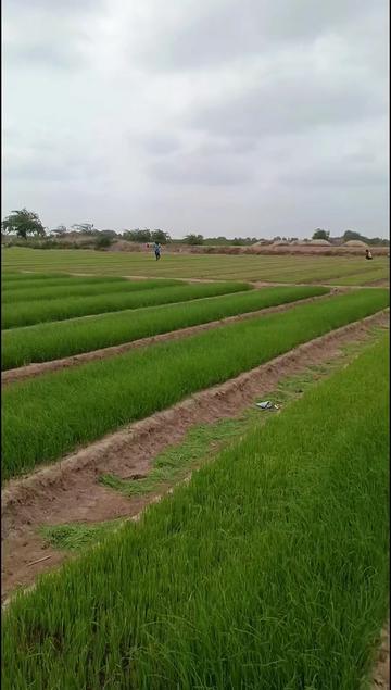 @Dev Makwana Kolhi
