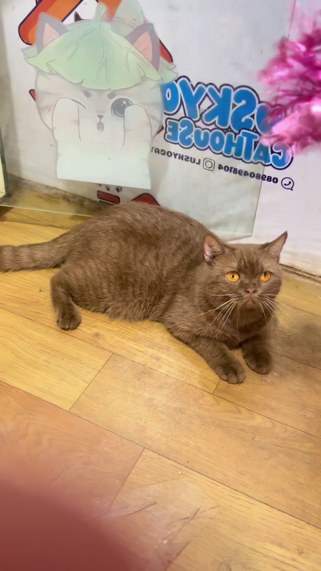 @Luskyocat