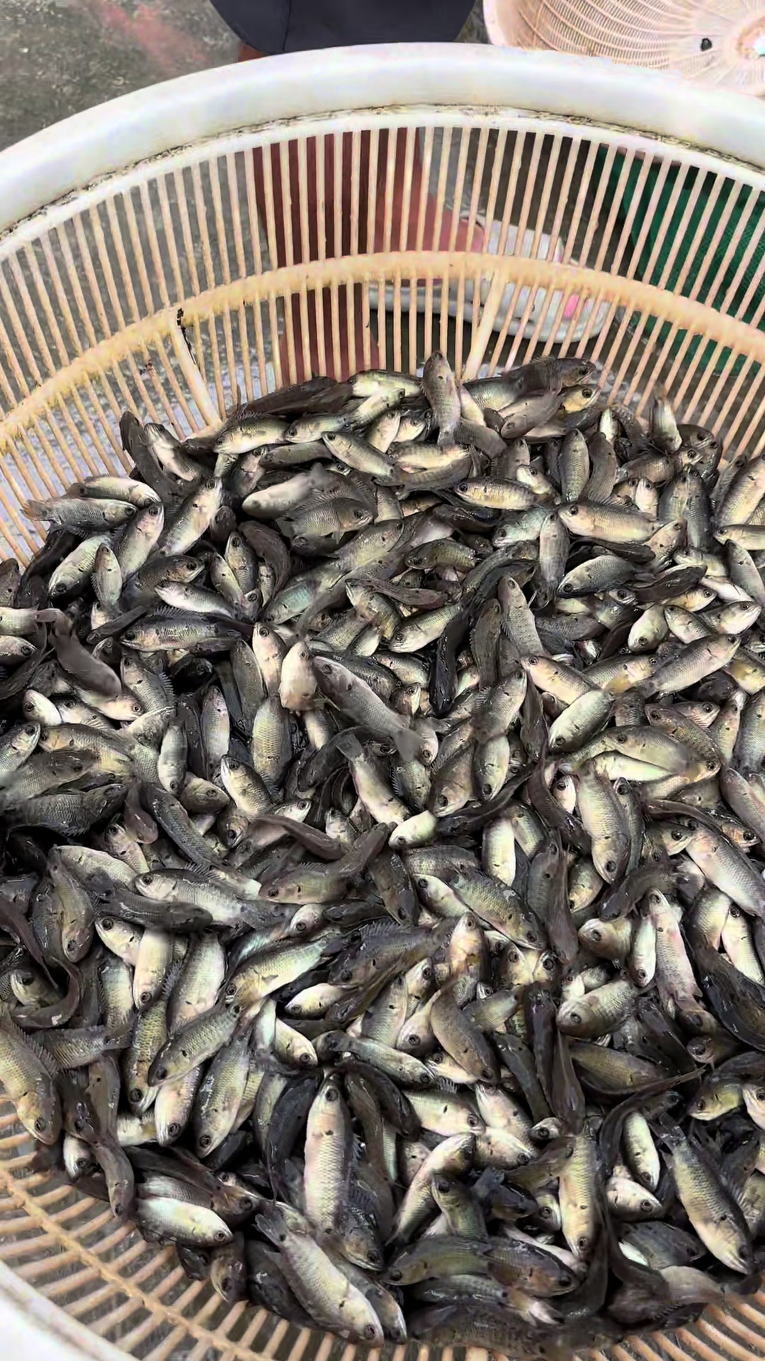 @Trại C&aacute; Giống Quang L&acirc;m