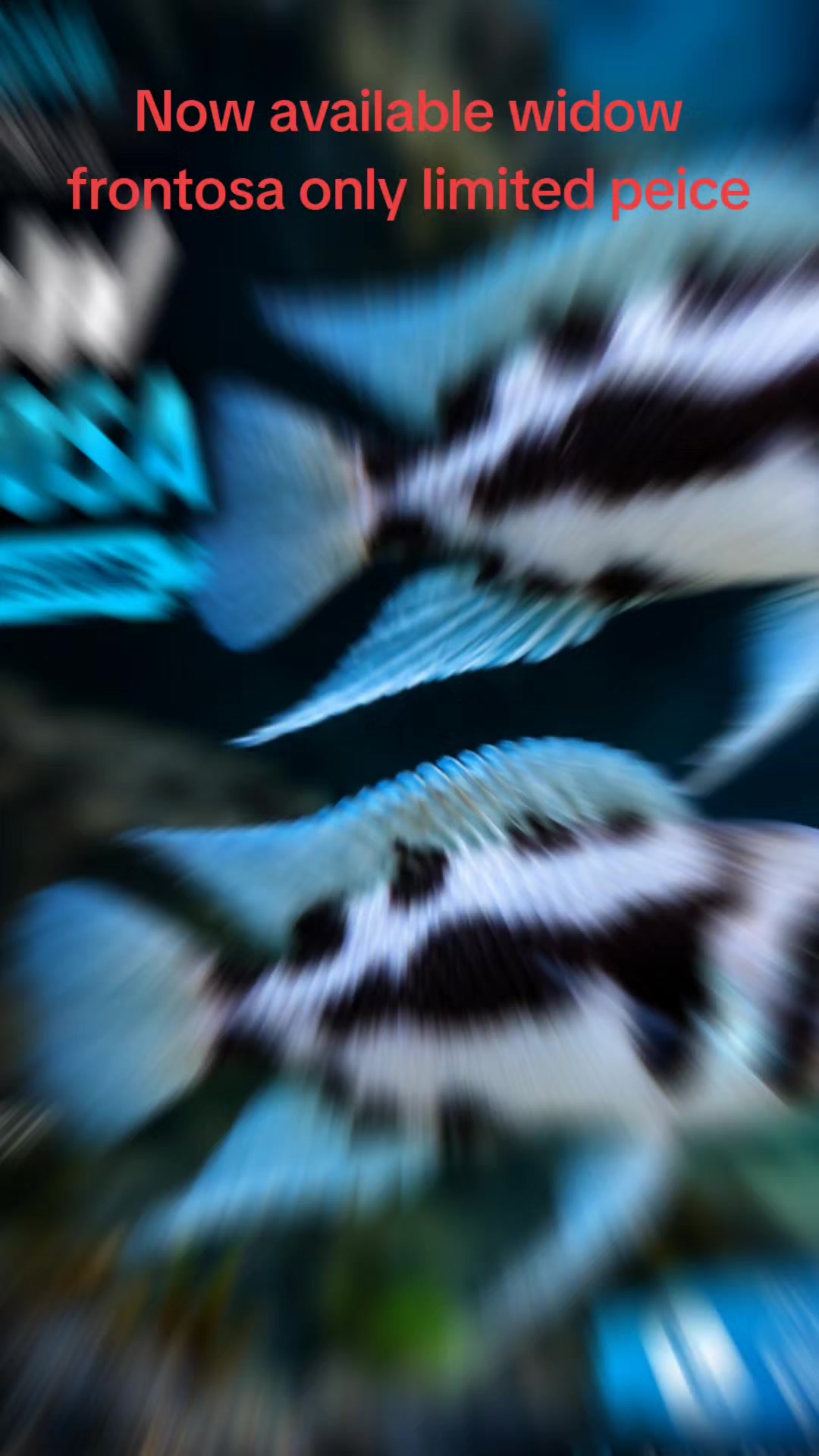 @aquadesire2🐠🐠