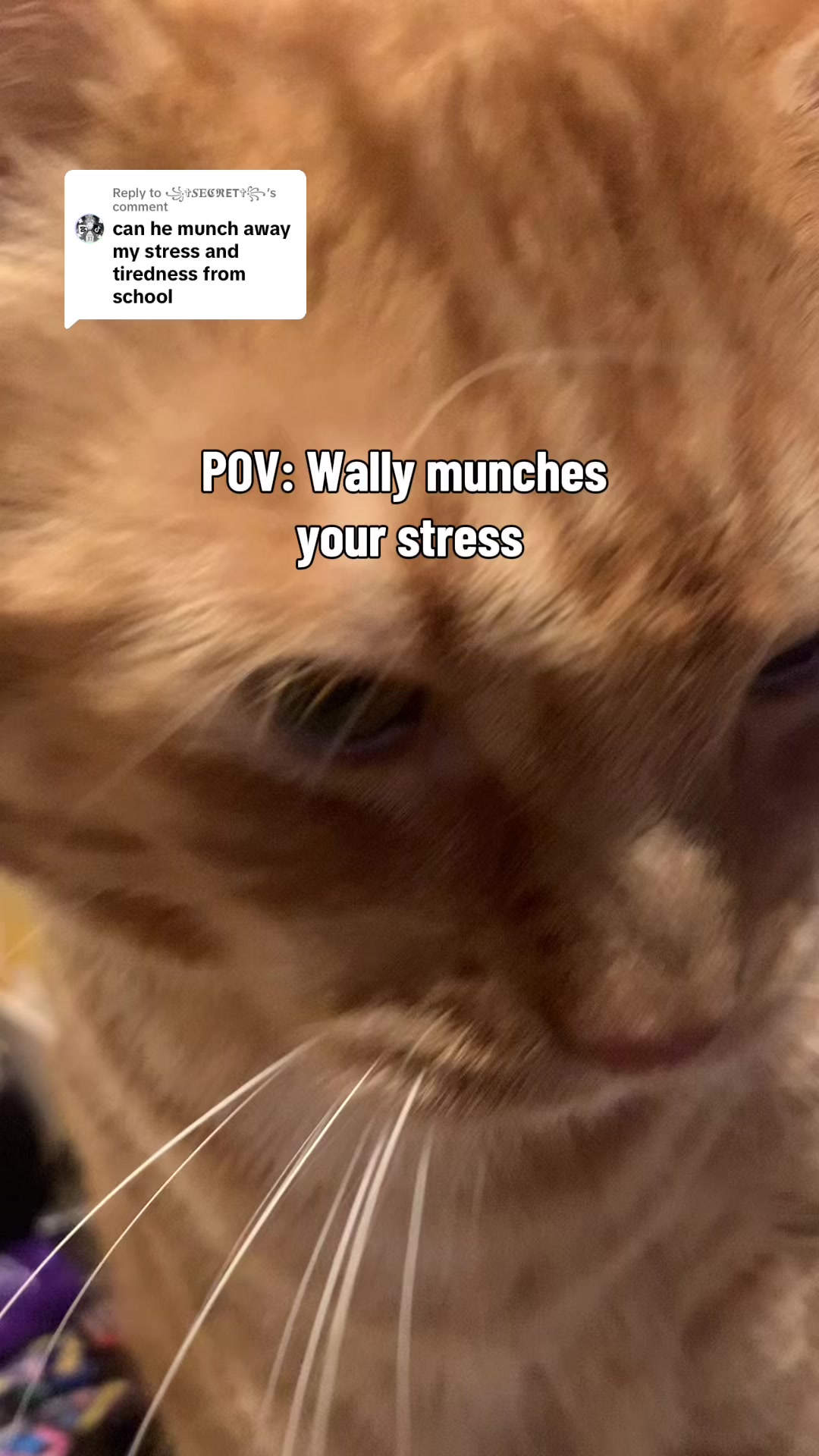 @diycatgeek (Wally & Howl)